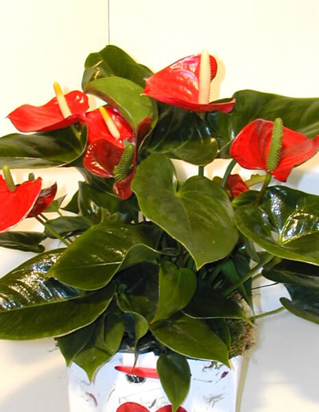 Pianta di anthurium singola