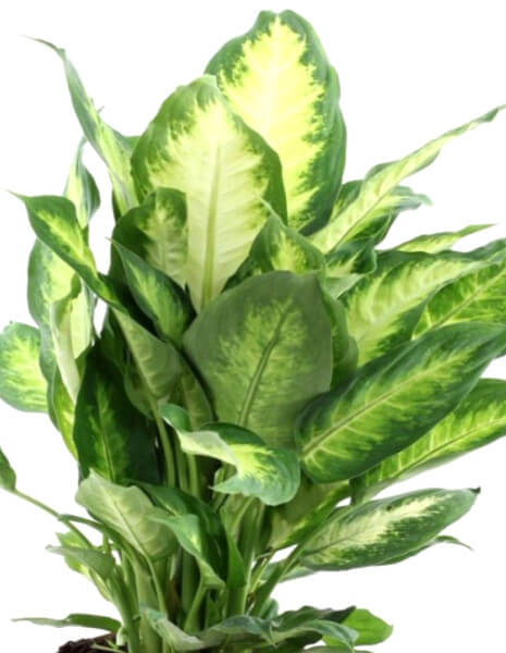 Pianta di dieffenbachia la colorazione delle foglie la rende elegante e luminosa.