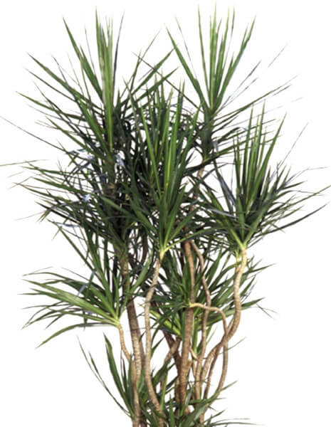 Pianta di dracaena marginata.