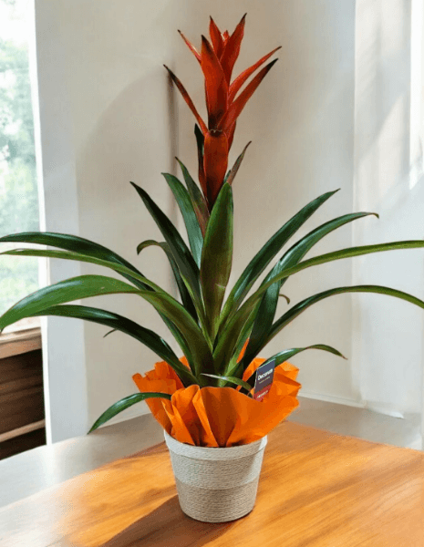 Pianta di guzmania in confezione regalo