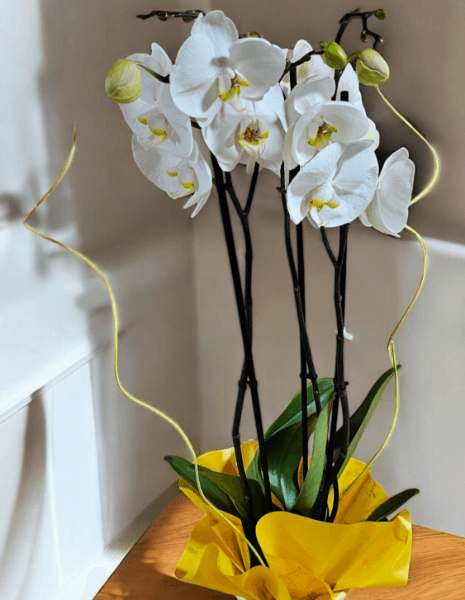 Pianta di Phaleonopsis di colore bianco in confezione regalo