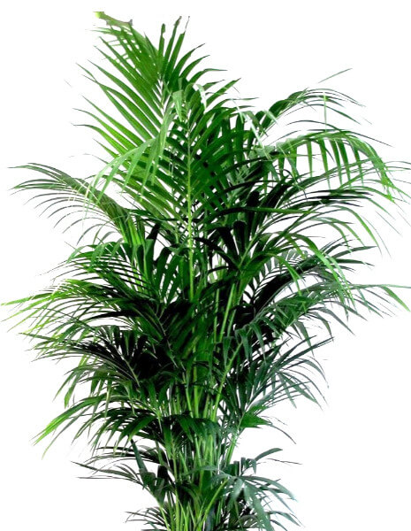 Pianta di Kentia Altezza 150 cm.