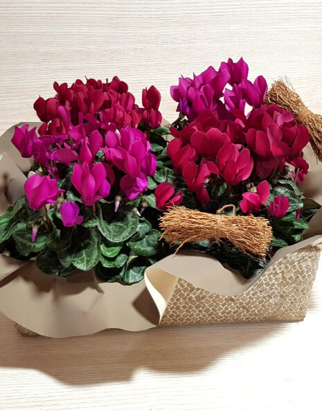 Cesto piante miniciclamini - PICCOLO