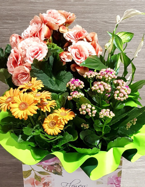 Cesto piante fiorite composto da Begonie, minigerbere, kalanchoe, spathiphyllum.