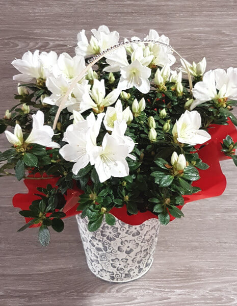 Pianta di azalea - Colore a sorpresa