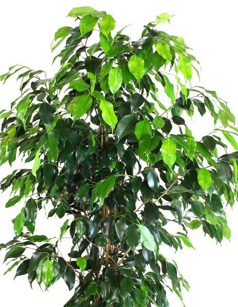 Pianta ficus Benjamina Altezza 110 cm. 
