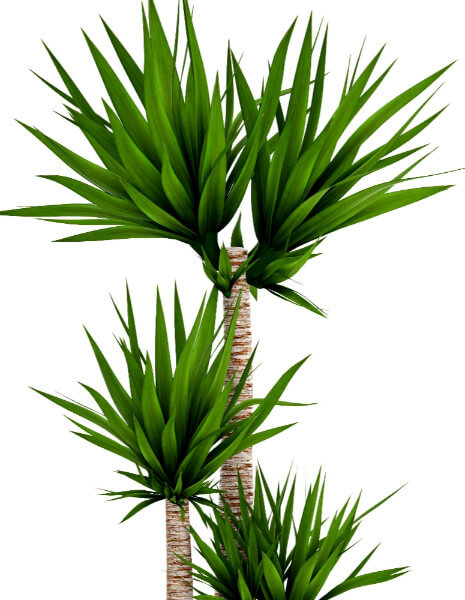 Pianta di Yucca Altezza 130 cm.