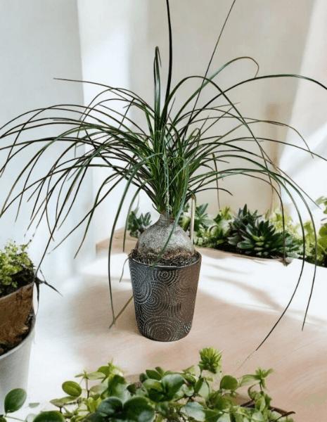 Pianta di beucarnea (mangiafumo)