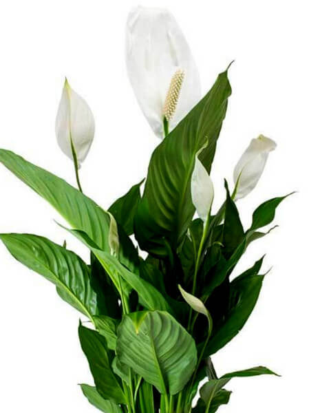 Pianta di spathiphyllum in cesto - SINGOLA