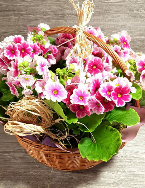 Cesto di primule Obconiche colori a sorpresa - PICCOLO