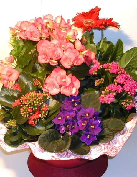 Cesto piante fiorite miste - PICCOLO