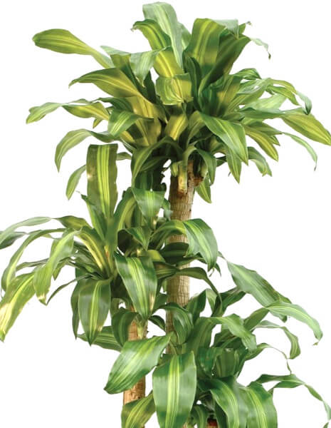 Tronchetto di Dracaena Messangeana. Pianta dalle larghe foglie verdi variegate.