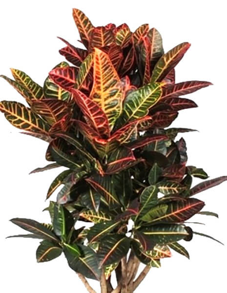 Pianta di croton - PICCOLA