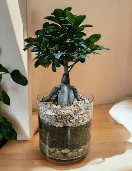 Ficus Ginseng altezza 40/45 cm- diam. vaso 16