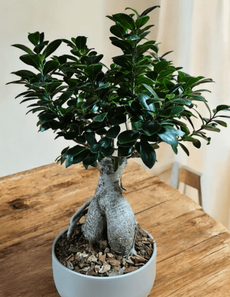 Ficus Ginseng altezza 65 cm. circa - diam. vaso 27 cm.